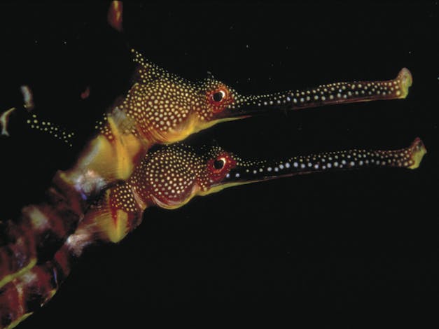 Eagle Rock Marine Sanctuary