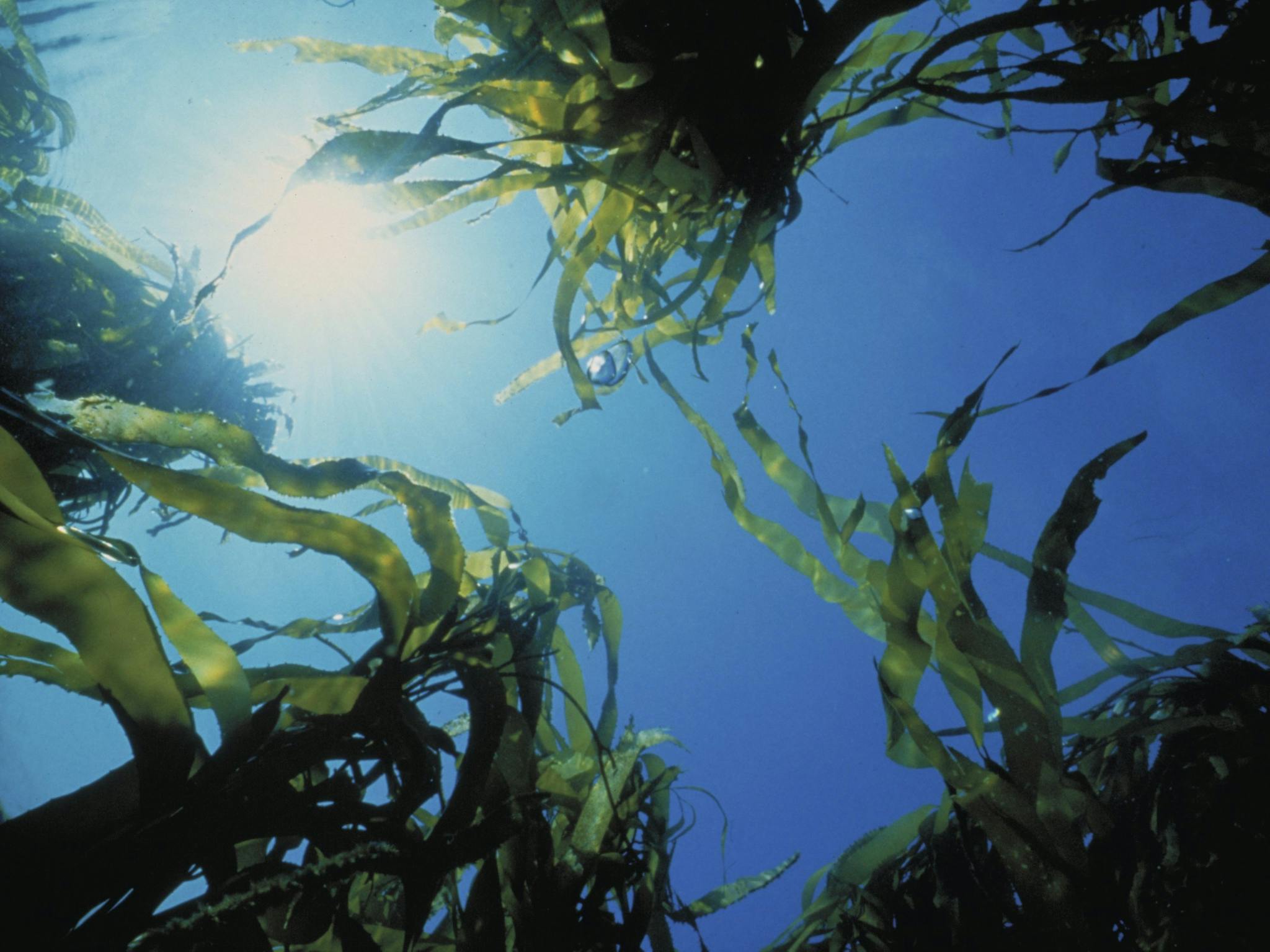 Generic Parks Victoria - Kelp
