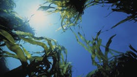 Marengo Reefs Marine Sanctuary