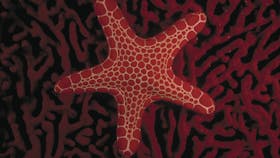 Generic Parks Victoria - Sea Star