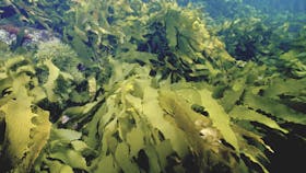 Barwon Bluff Marine Sanctuary