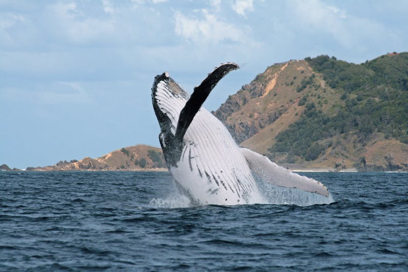 Whale Watching Byron Bay NSW Holidays Accommodation  Things