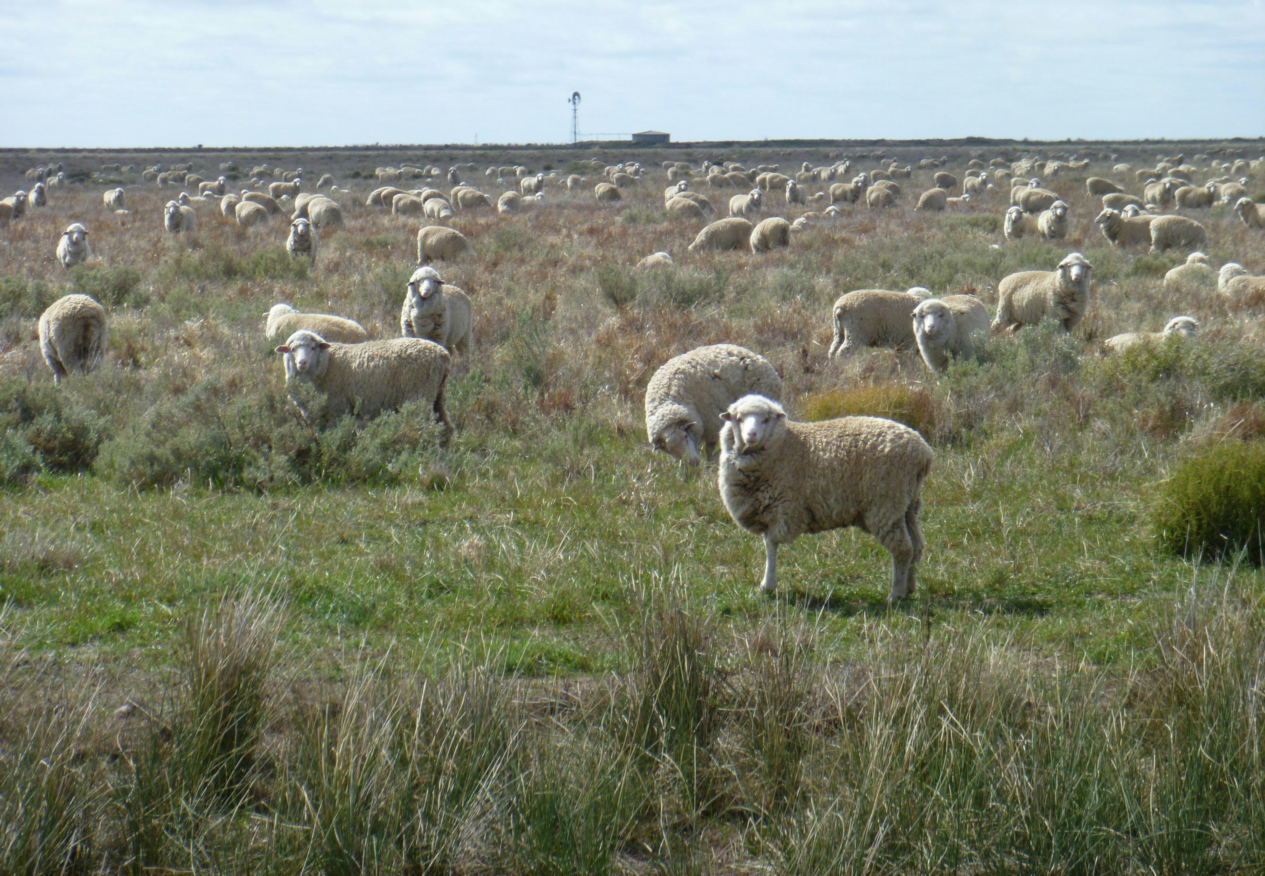 Sheep grazing, The Long Paddock near Booligal, New South Wales