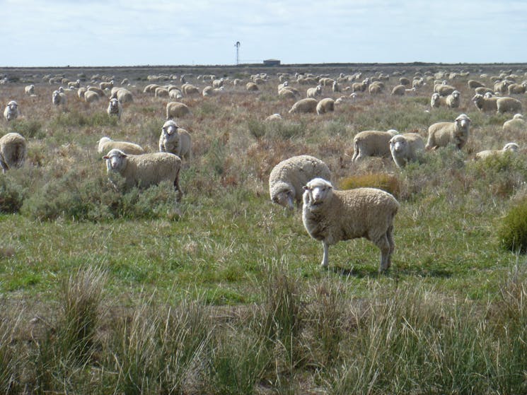 Sheep grazing, The Long Paddock near Booligal, New South Wales