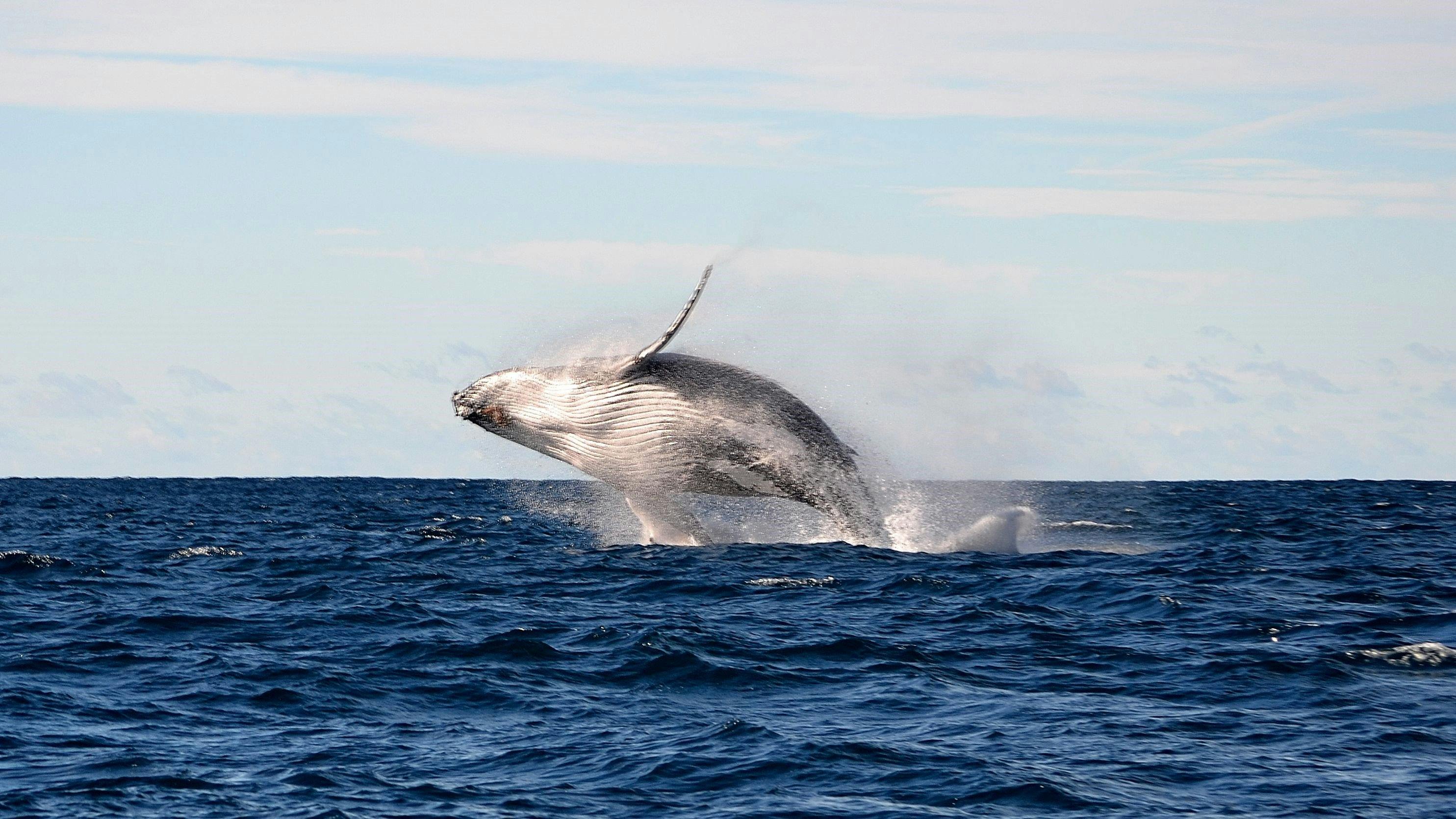 ホエールウォッチングシドニーサファリ