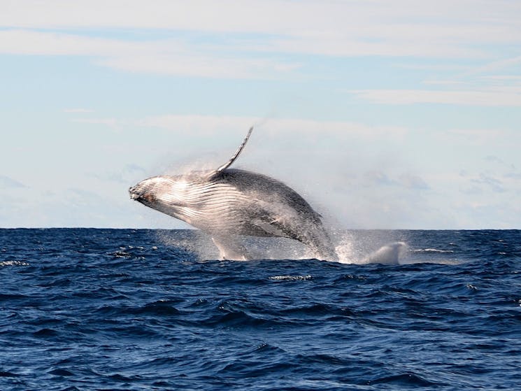 Whale Watching Sydney Safari