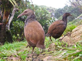 Lord Howe Island Bird Week Cover Image