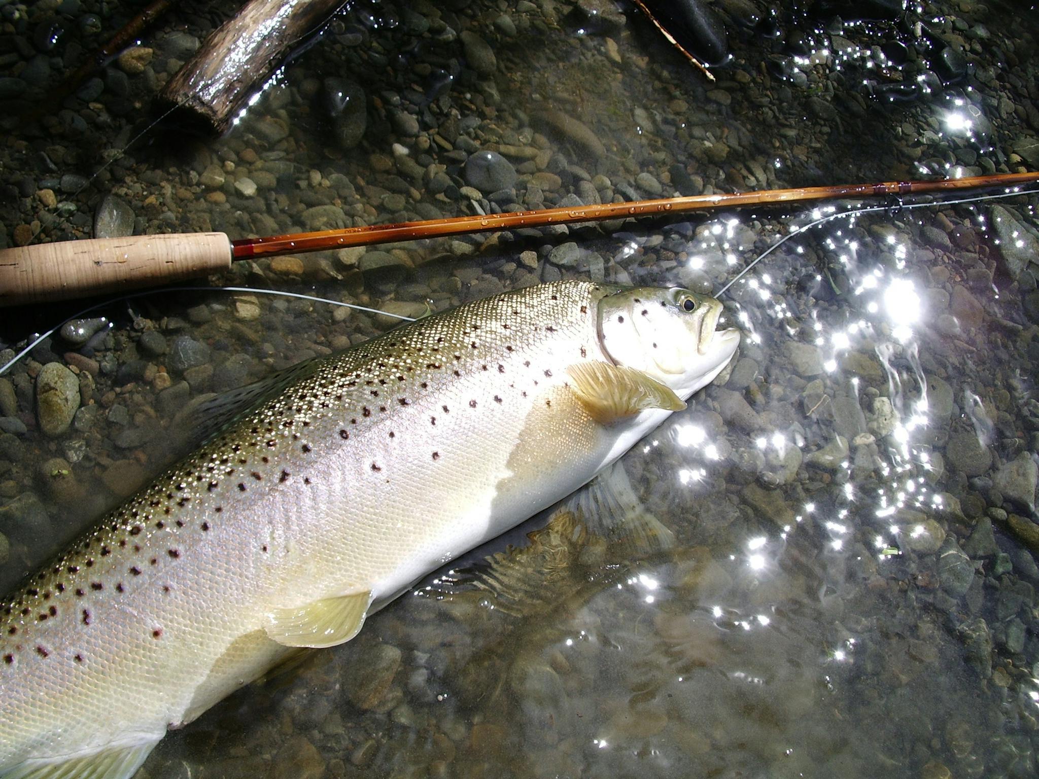 Fly fishing
