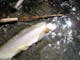 Fly fishing