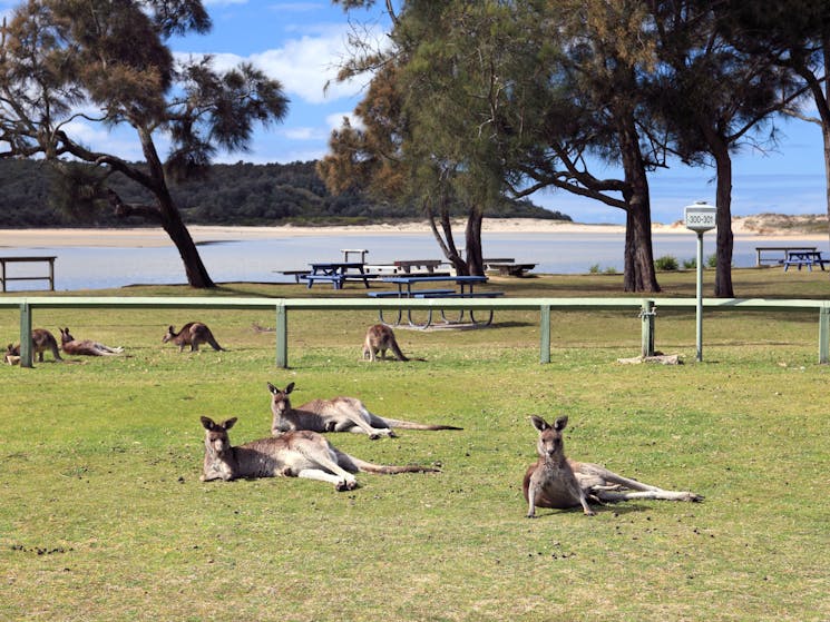 Kangaroos - Lake Conjola