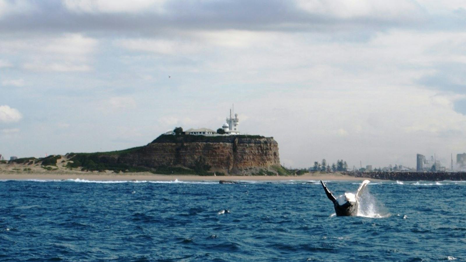 Calf breaching off Nobbys