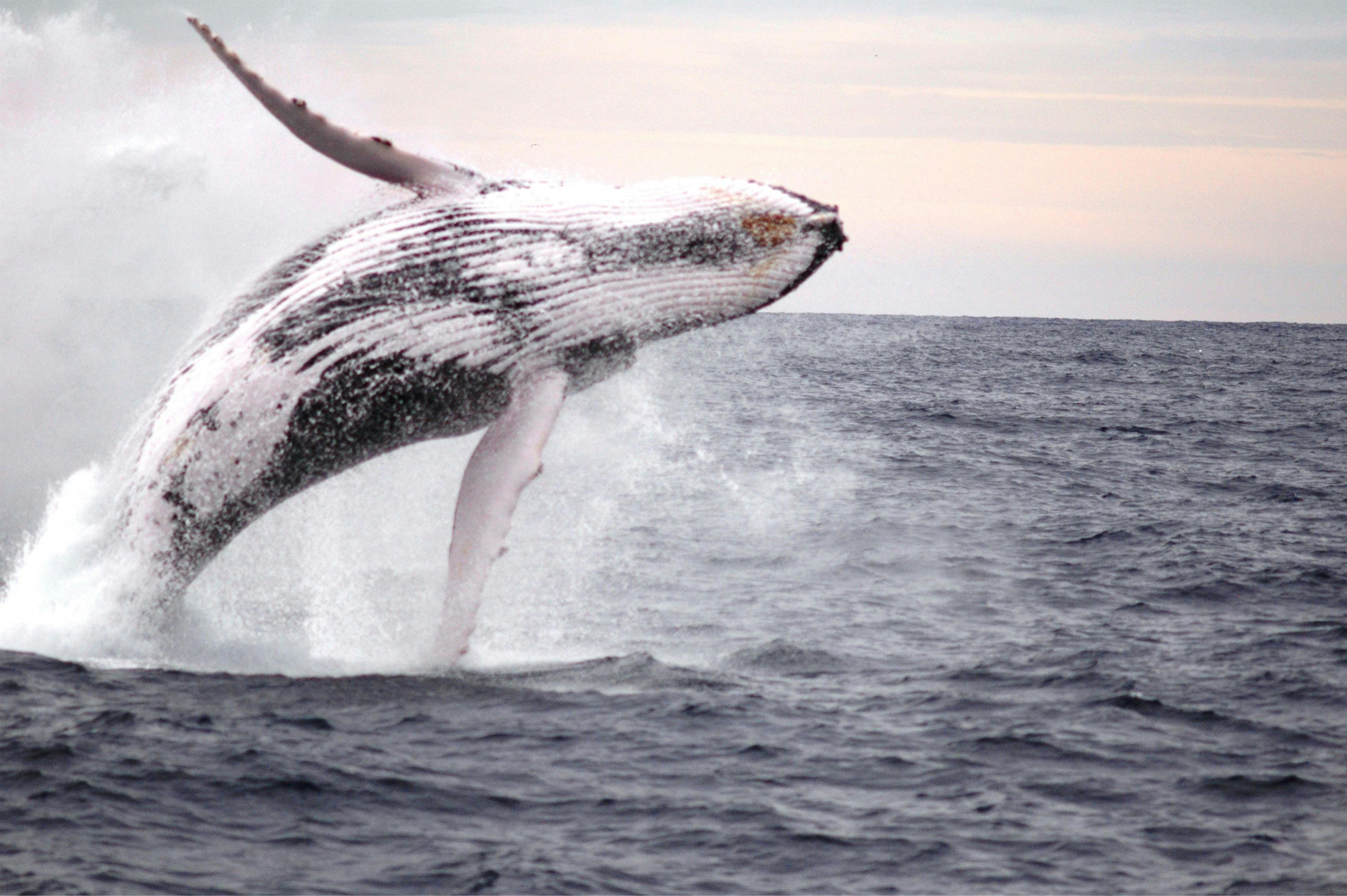 Humpback breaching