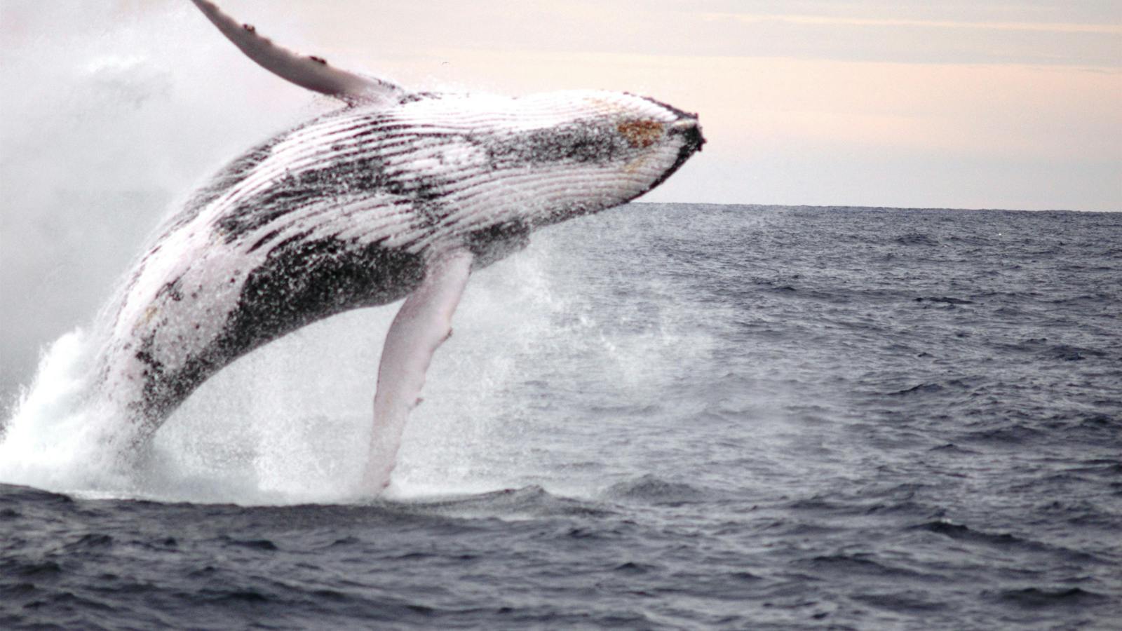 Humpback breaching