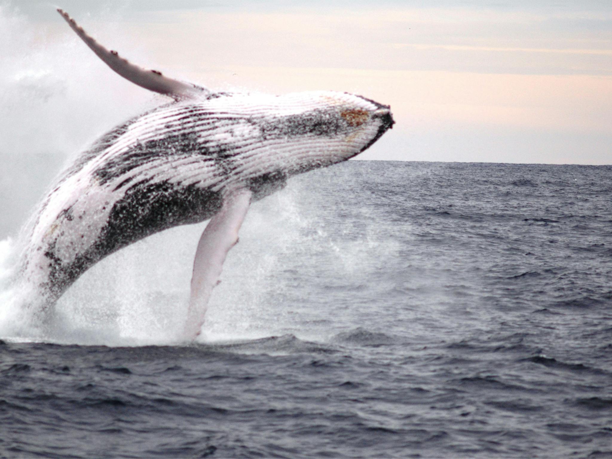Humpback breaching