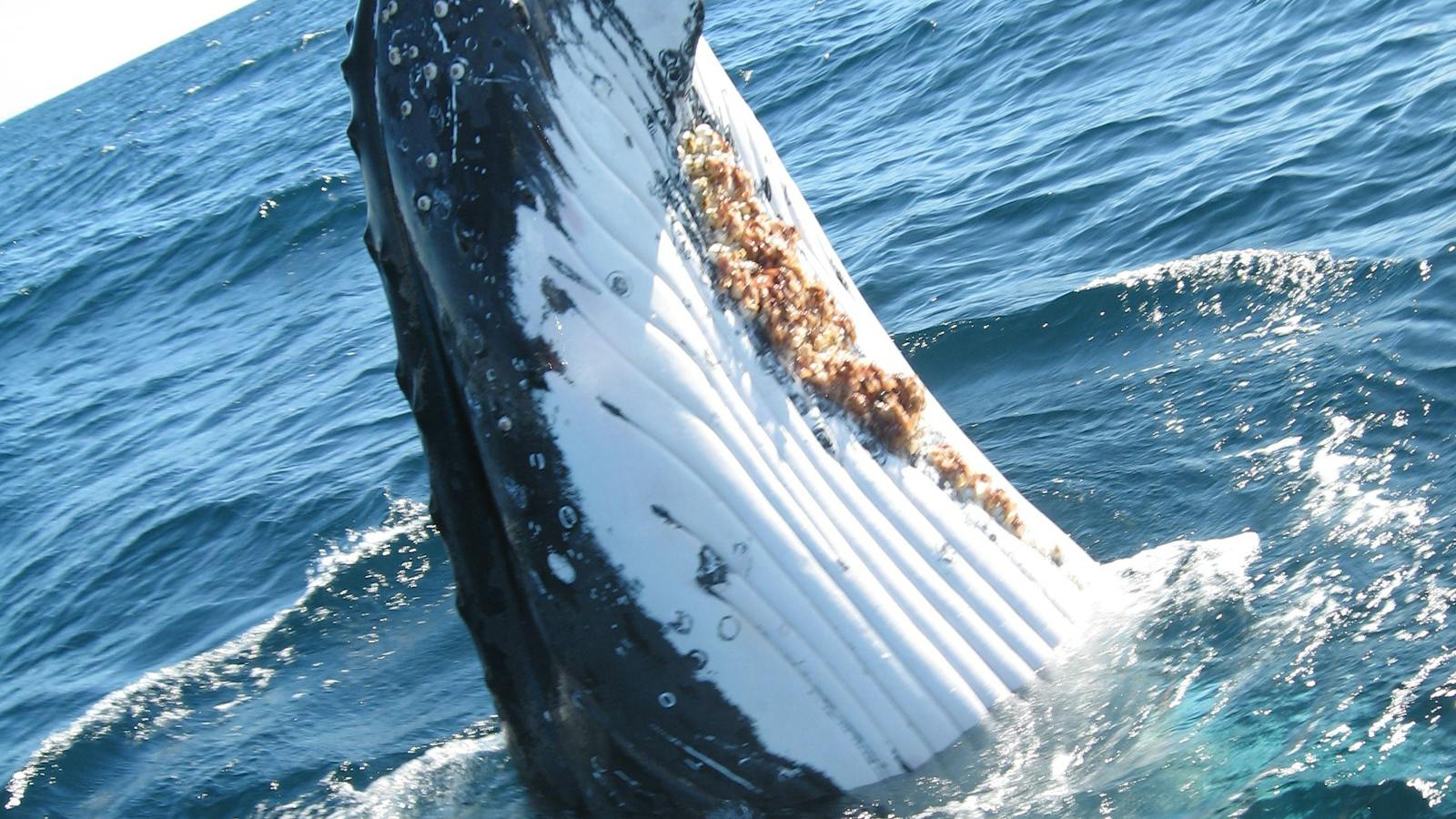 Humpback