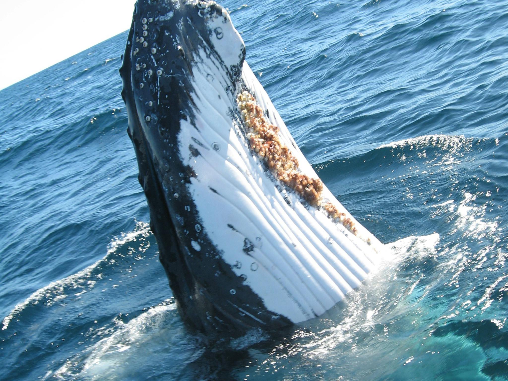 Humpback