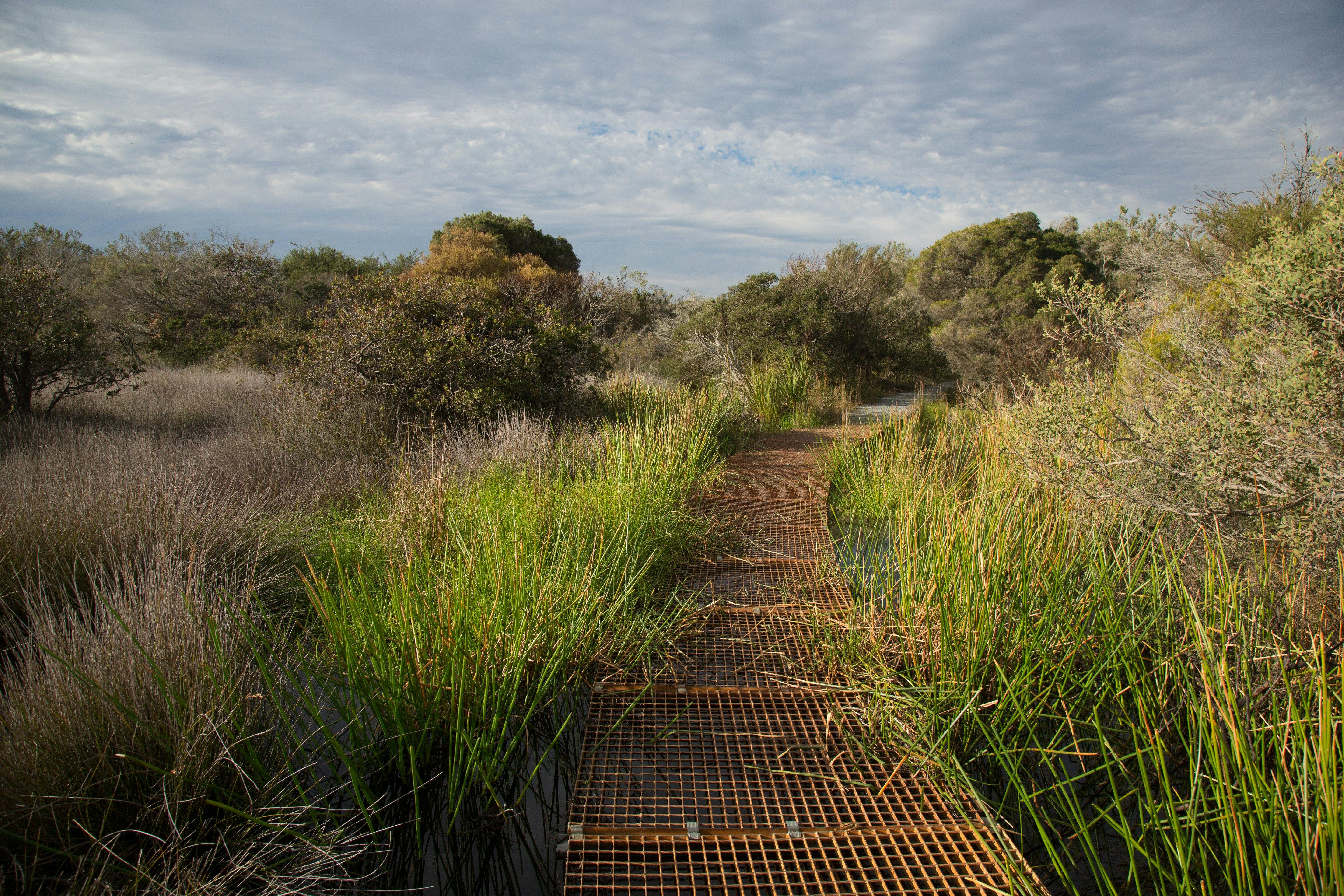 Hanging Swamp, North Head Sanctuary