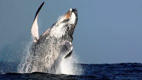 Oz Whale Watching