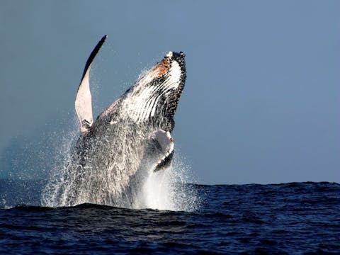 Oz Whale Watching