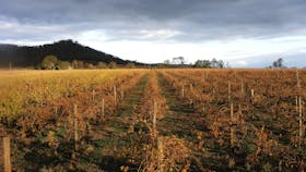 Taminick vineyards in autumn