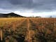 Taminick vineyards in autumn