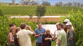 In the vines