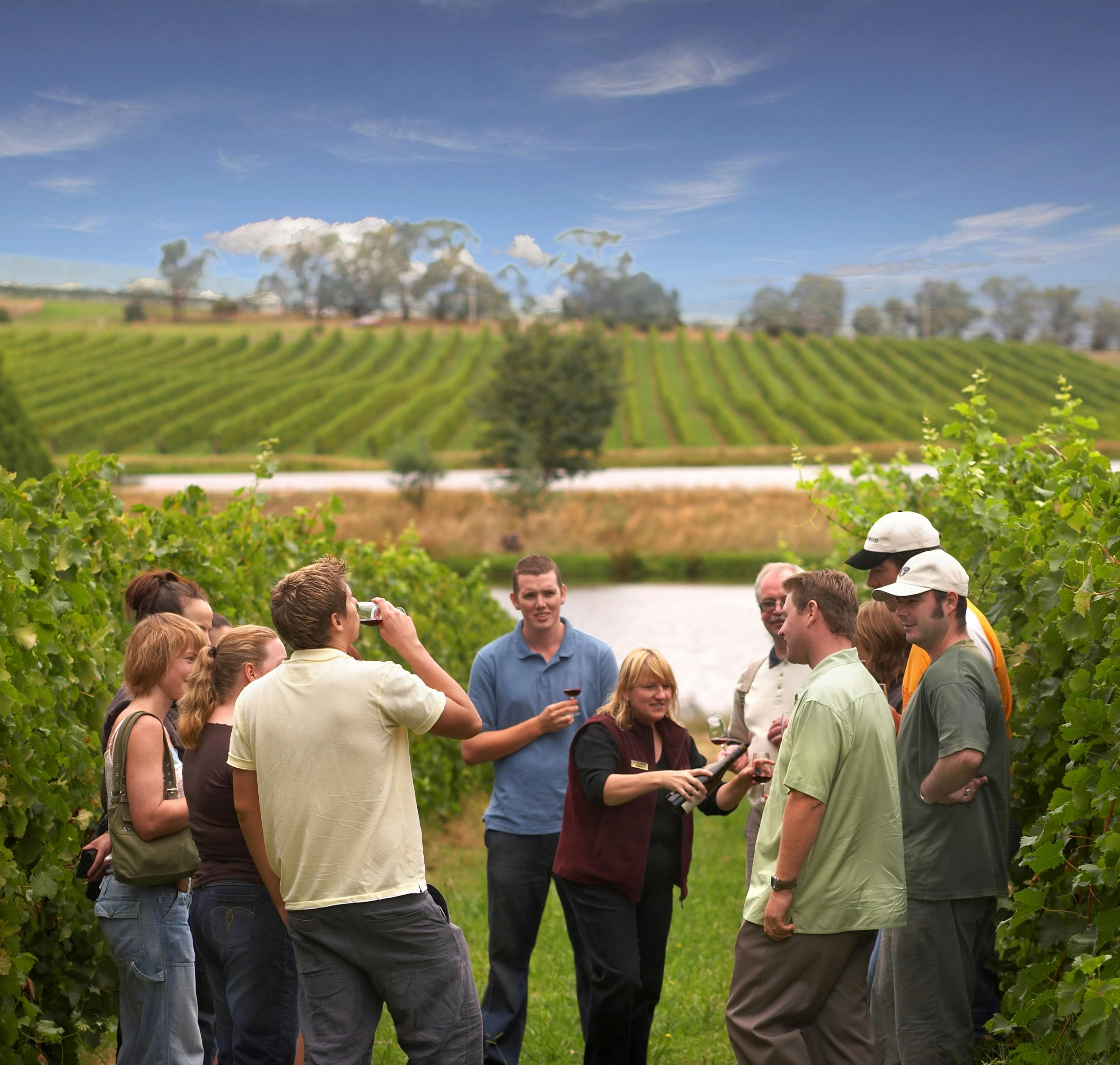 Yarra Valley Wine Experience