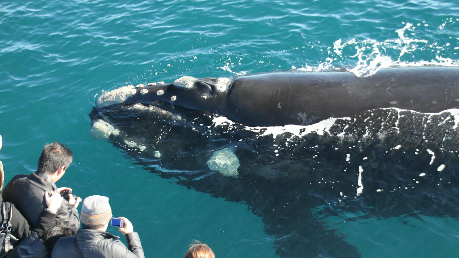 Massive whale popped up to say G'day!