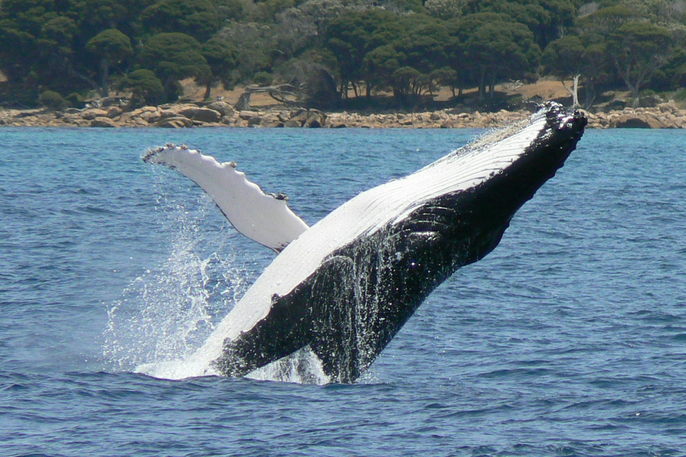Whale Watching Tours