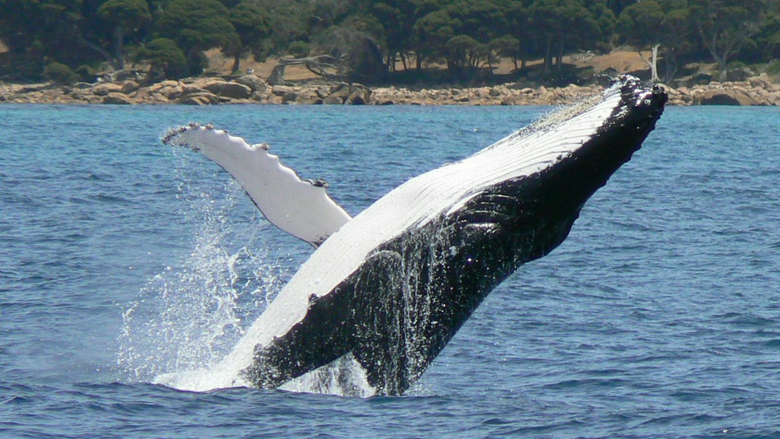 Adult Humpback Breaching