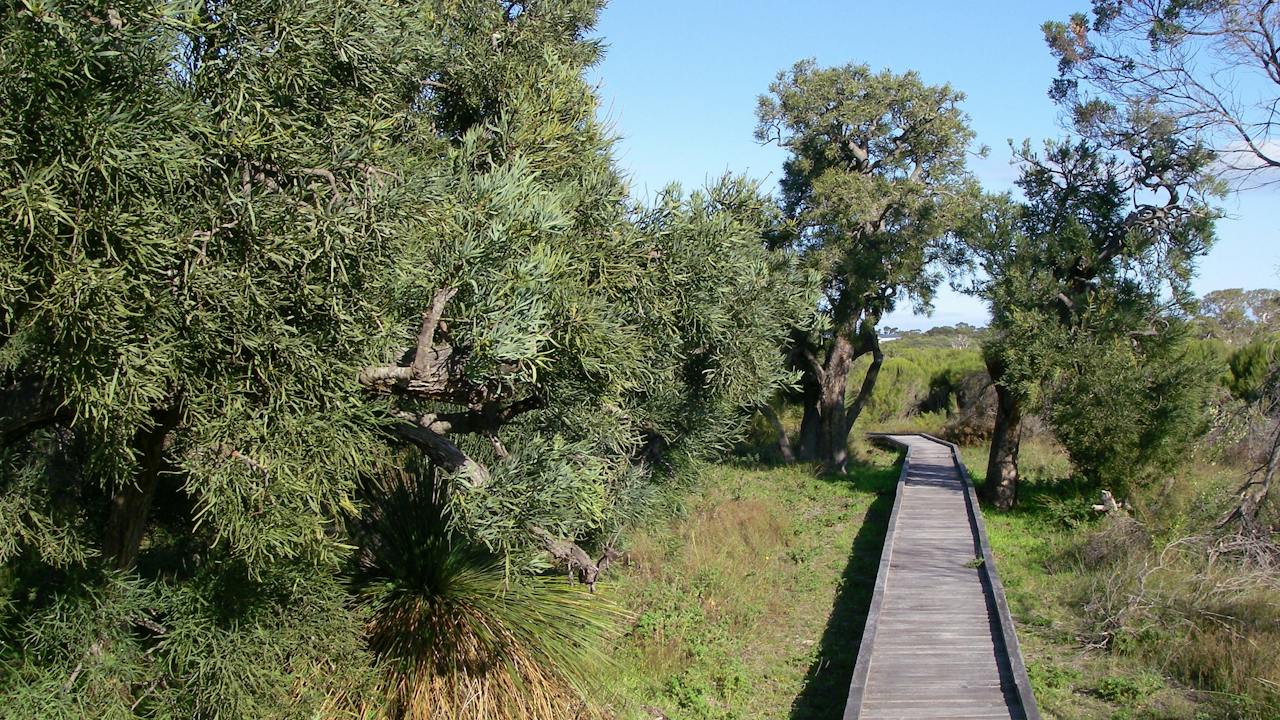 Raised boardwalk along the Kepwari Trail