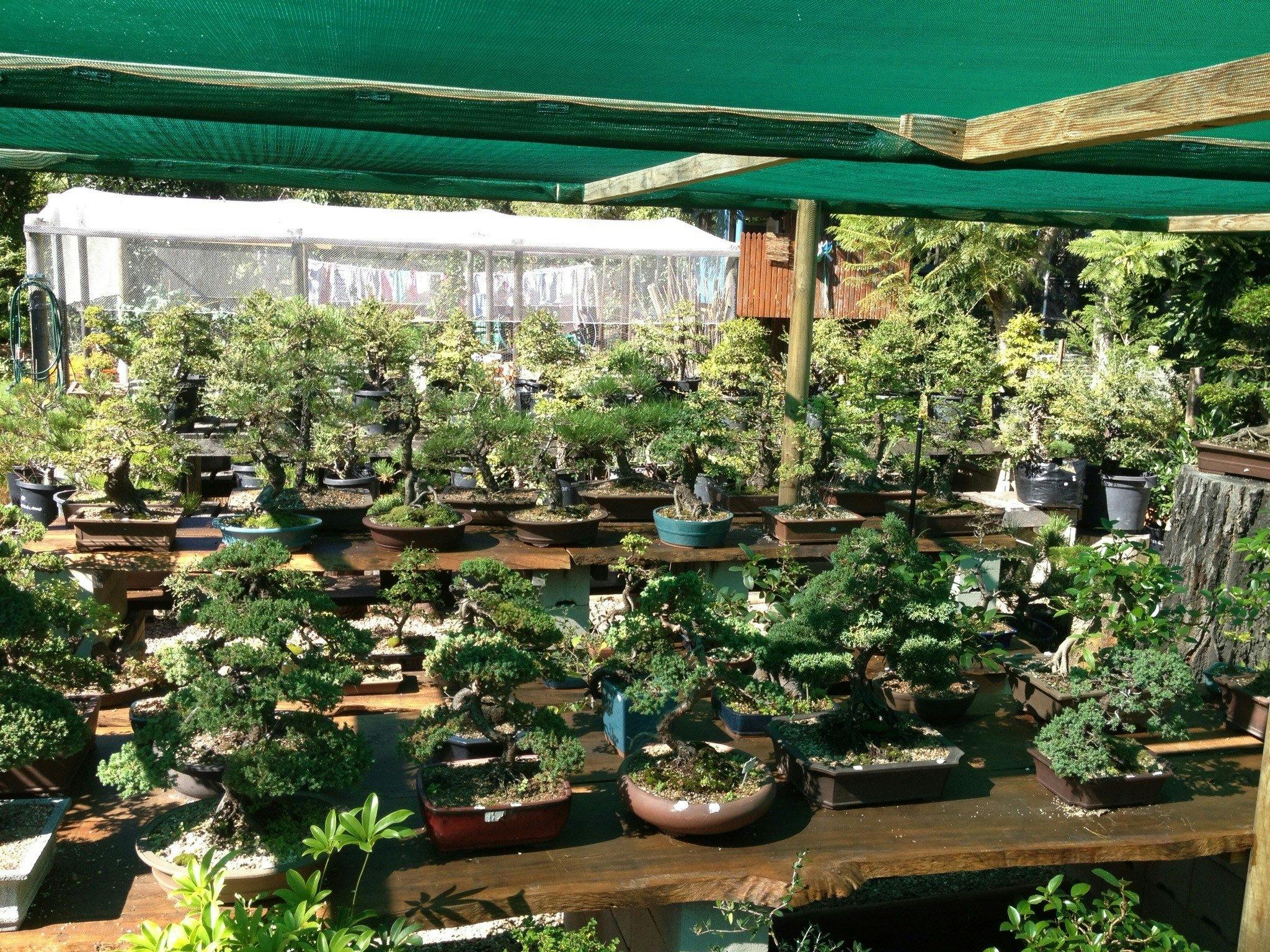 Bonsai at the Bay NSW Holidays & Things to Do