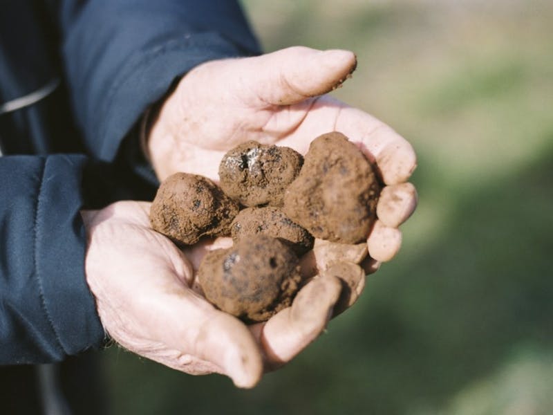 A Slice of Orange - truffles