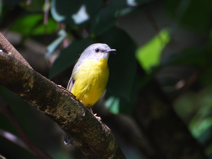 Yellow breasted robin