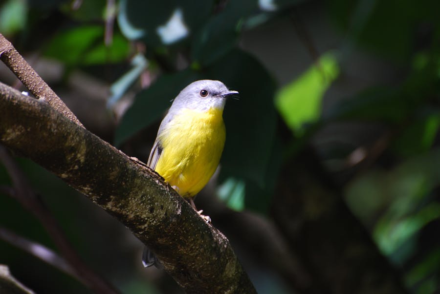 Yellow breasted robin