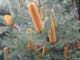 Banksias in garden