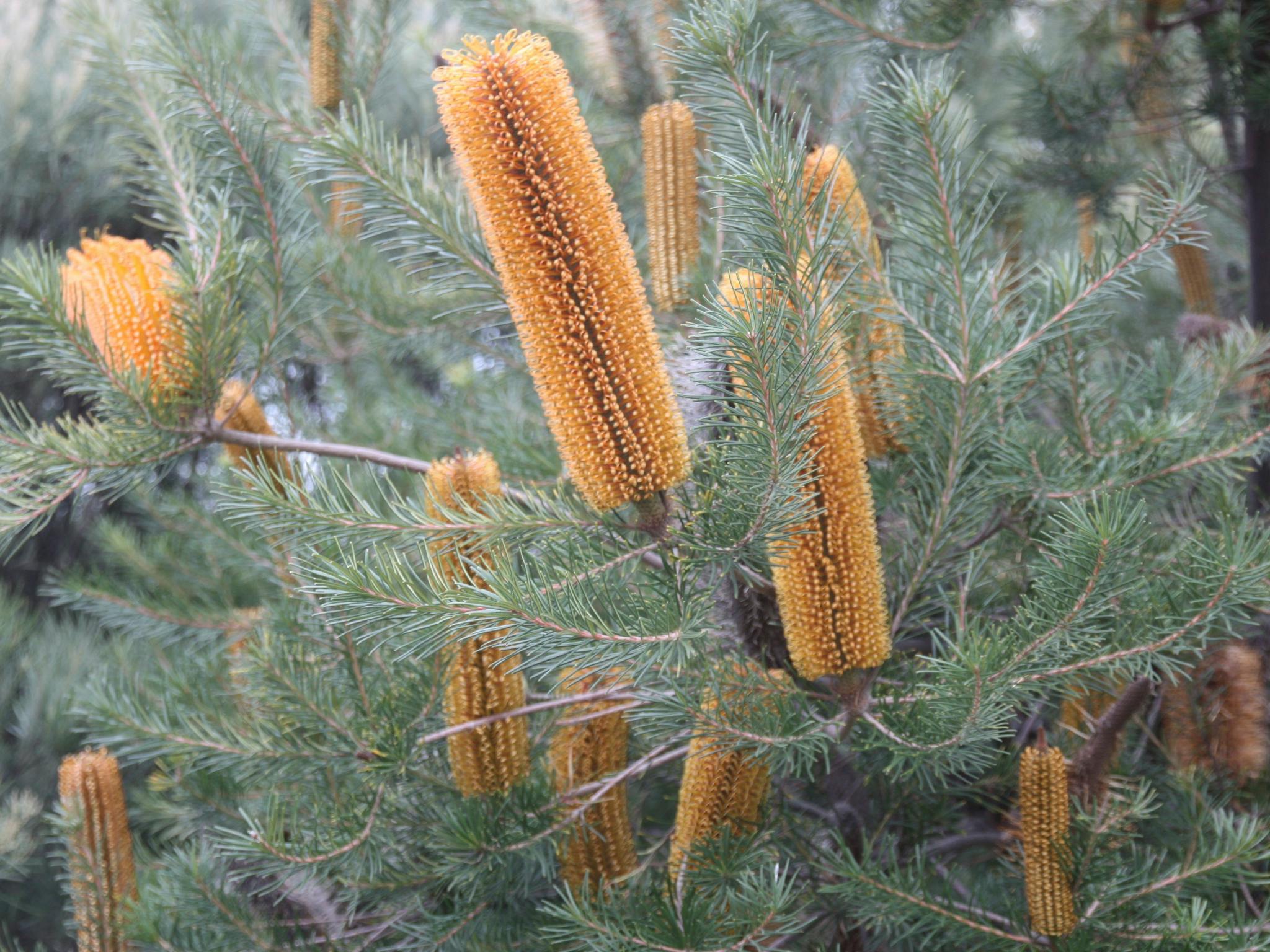 Banksias in garden