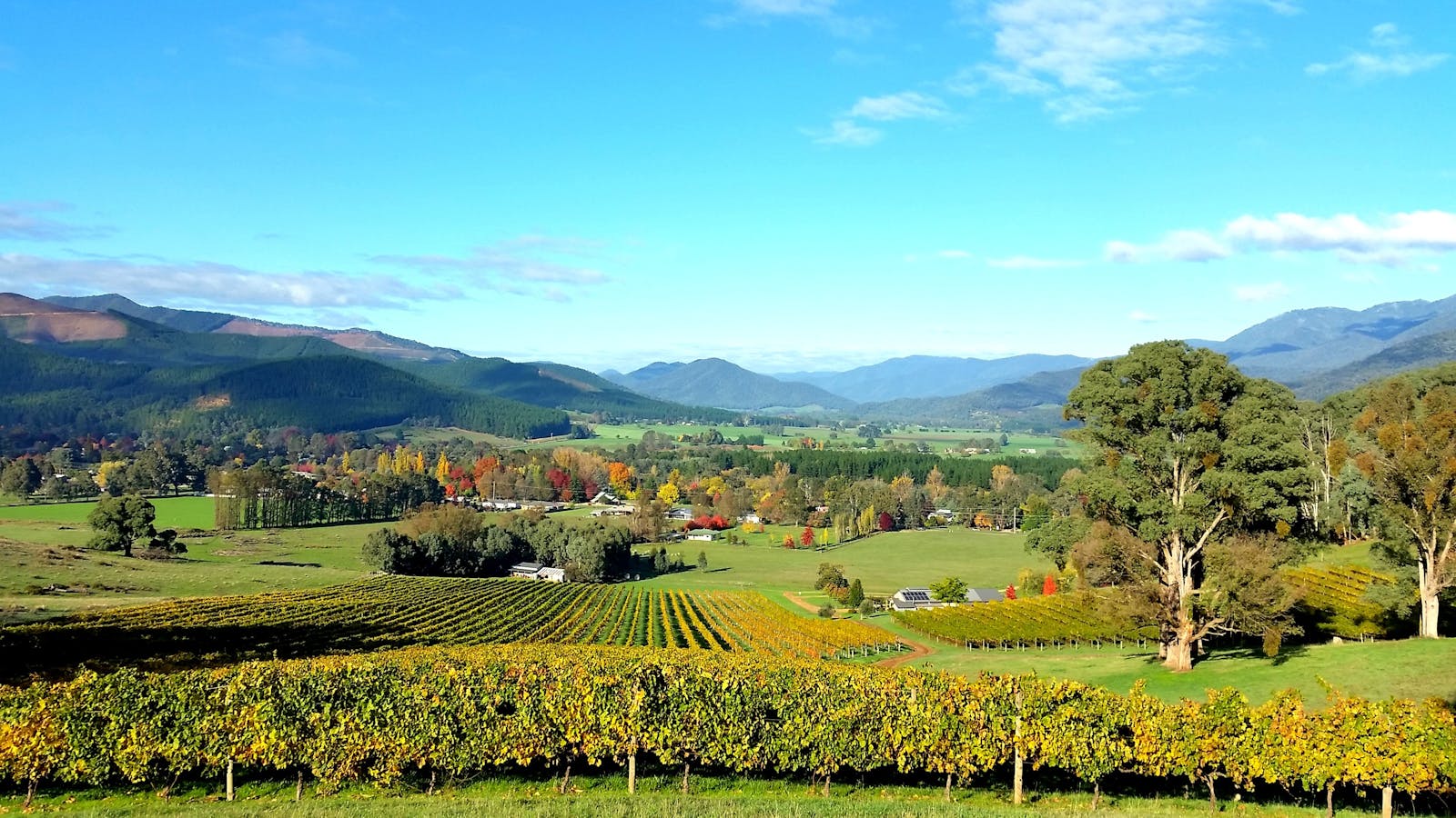 Ringer Reef Winery