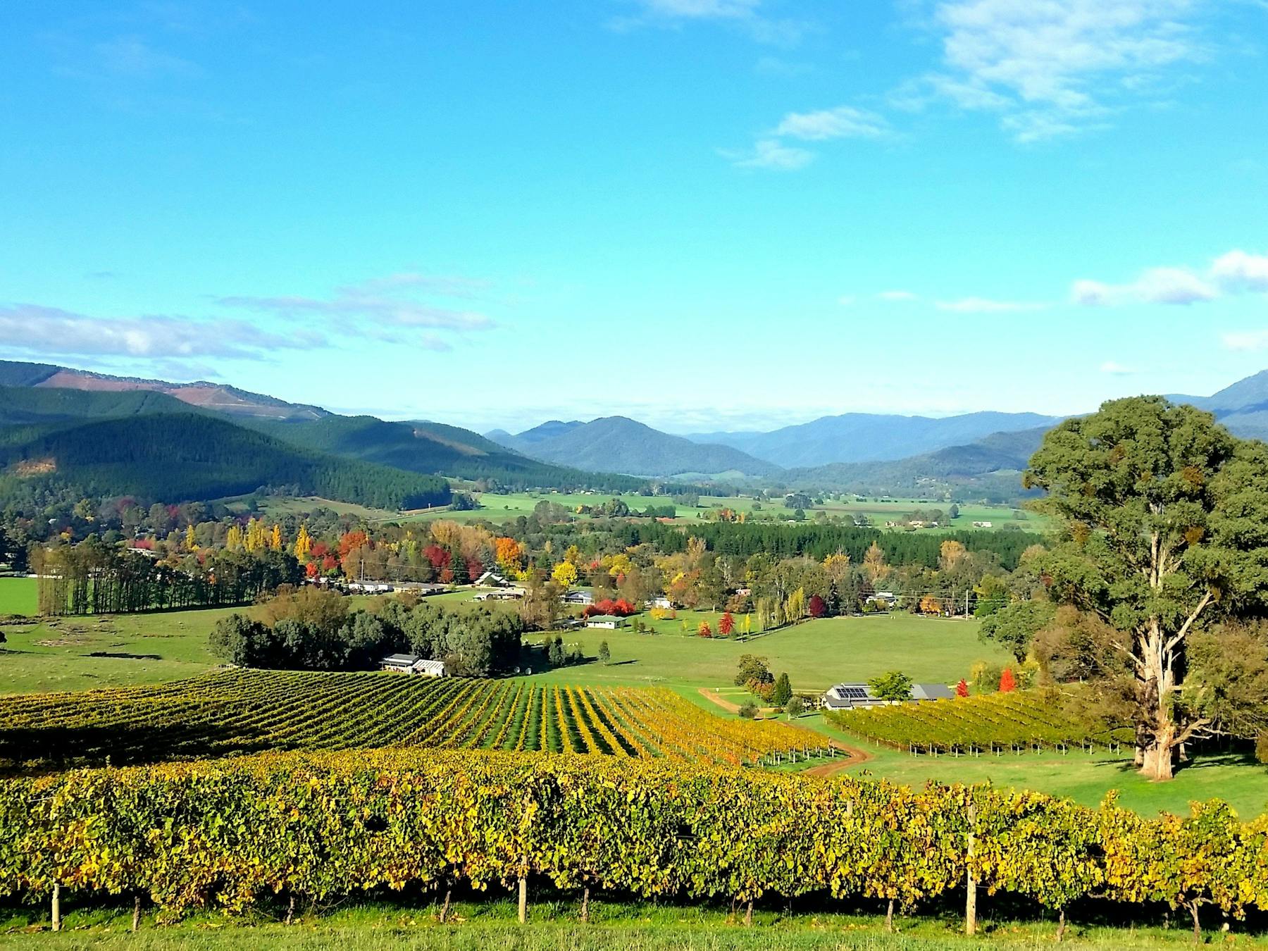 Autumn views over Ringer Reef vineyard