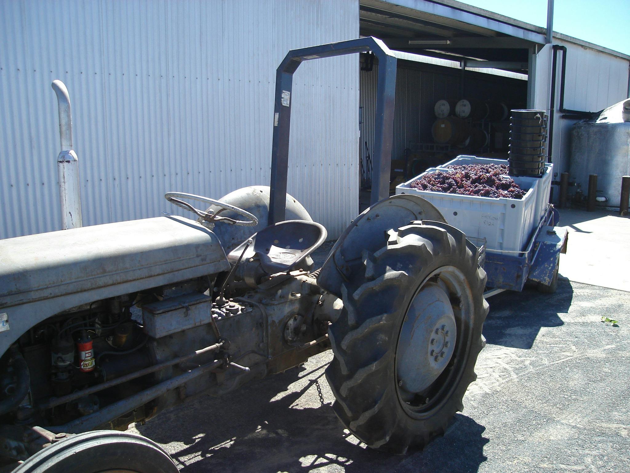 our old grey fergi with a load of handpicked grapes