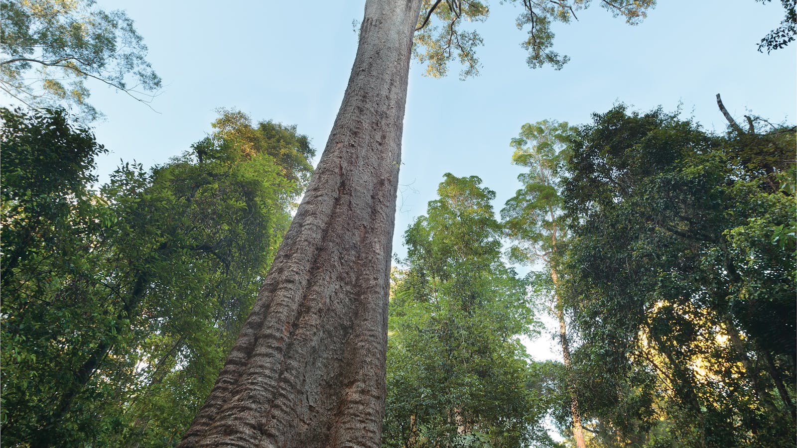 Burrawan State Forest