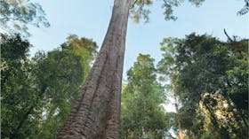 Burrawan State Forest