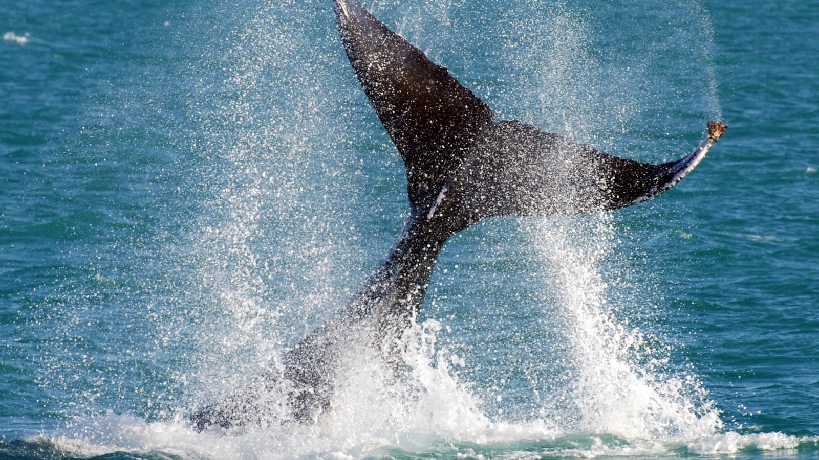 Rottnest Fast Ferries, Hillarys, Western Australia