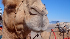 Port Macquarie Camel Safaris
