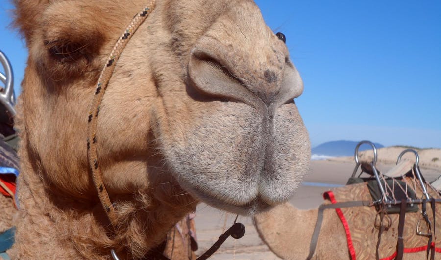 Port Macquarie Camel Safaris Port Macquarie Camel Safaris