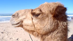 Port Macquarie Camel Safaris