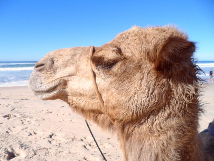 Port Macquarie Camel Safaris