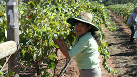 Grape Harvest...Domaine Asmara-style