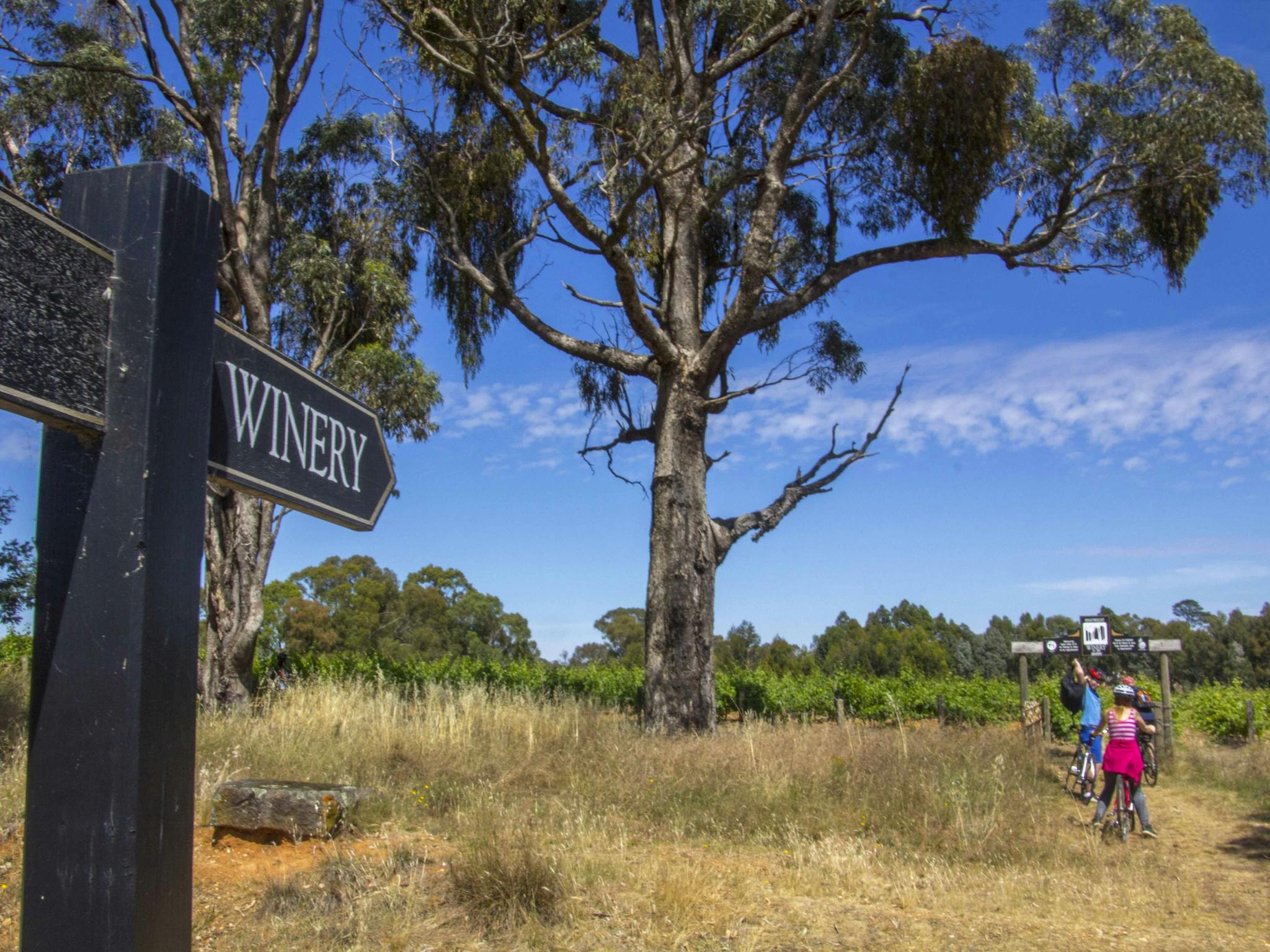 Cycling to a cellar door on the Murray to Mountains Rail trail