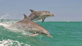 Rockingham Wild Encounters - Swim with Wild Dolphins, Rockingham, Western Australia